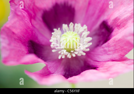 Papaver somniferum - Pavot Rose Banque D'Images