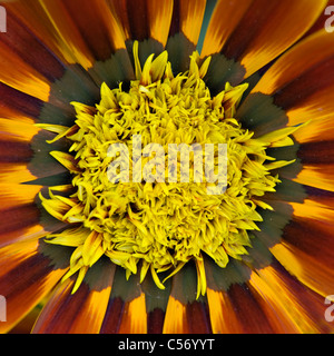 Une macro image de Gazania 'Tiger Stripes', ou trésor, fleur, série Daybreak Banque D'Images