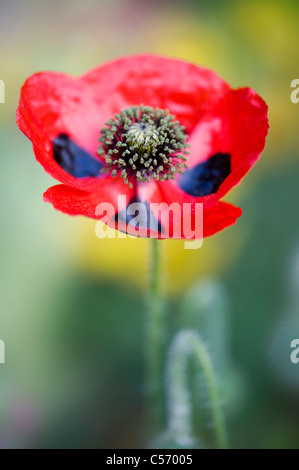 Coquelicot - Papaver commutatum Ladybird Banque D'Images