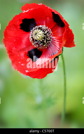 Coquelicot - Papaver commutatum Ladybird Banque D'Images