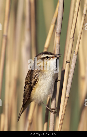 Un adulte chant Phragmite des joncs Banque D'Images