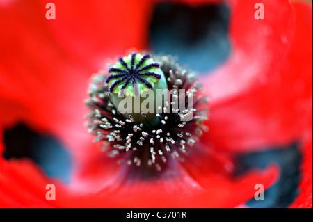 Coquelicot - Papaver commutatum Ladybird Banque D'Images