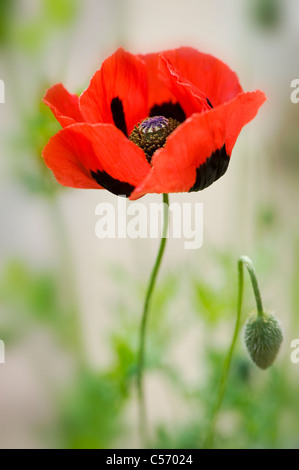 Coquelicot - Papaver commutatum Ladybird Banque D'Images