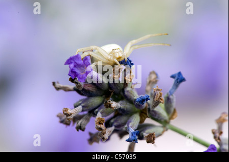 Araignée crabe - Misumena vatia sur une fleur de Lavande Banque D'Images