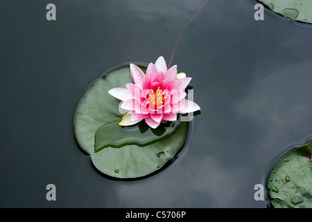 Les Pays-Bas, 's-Graveland. Water Lilies Banque D'Images