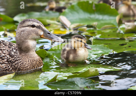 Les Pays-Bas, 's-Graveland, les jeunes canards et la mère dans l'étang. Les canetons. Banque D'Images