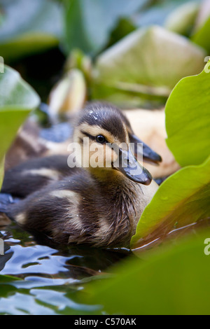 Les Pays-Bas, 's-Graveland, les jeunes canards dans l'étang. Les canetons. Banque D'Images