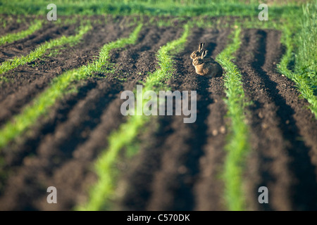 Les Pays-Bas, 's-Graveland, couple de lapins en préchauffage dans le soleil du matin en champ de maïs. Banque D'Images