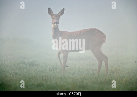 Les Pays-Bas, 's-Graveland, cerf ou re, dans le brouillard. Banque D'Images