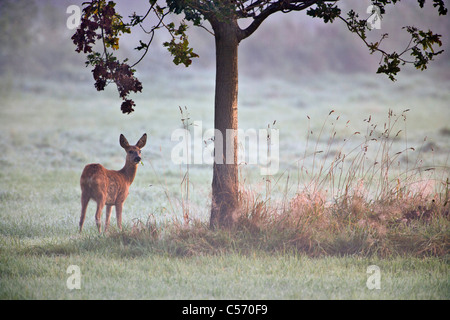 Les Pays-Bas, 's-Graveland, cerf ou re. Banque D'Images