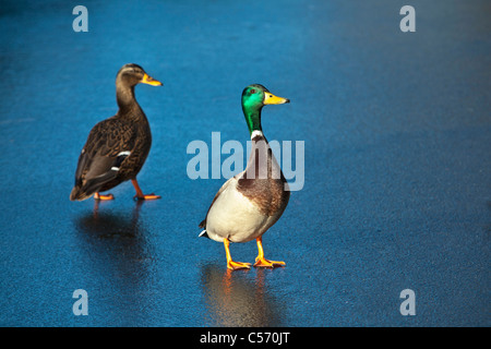 Les Pays-Bas, 's-Graveland, canards sur la glace. Banque D'Images