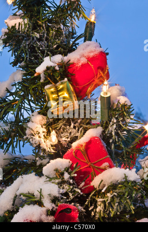 Les Pays-Bas, 's-Graveland, arbres de Noël avec des lumières dans la neige. Le crépuscule. Banque D'Images