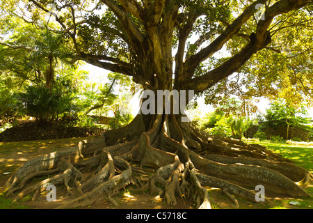 Les racines des arbres gommeux géant dans la région de Jardim Antonio Borges, Ponta Delgada, île de São Miguel, aux Açores. Banque D'Images