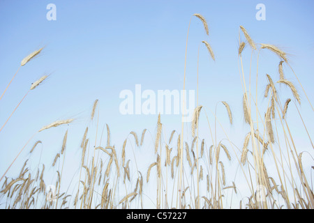 Les tiges de blé contre le ciel bleu Banque D'Images