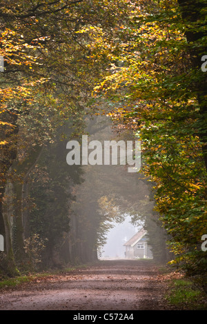 Les Pays-Bas, Diepenheim, couleurs d'automne. Route forestière. Banque D'Images