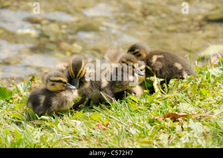 Canard colvert (Anas platyrhynchos) canetons blottis ensemble sur un lac, le lac de Bled, en Slovénie, en juillet. Banque D'Images