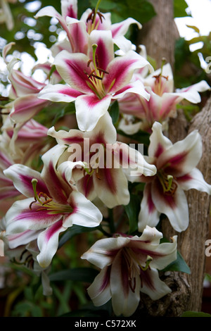 Bouquet de fleurs poussant dans jardin Banque D'Images