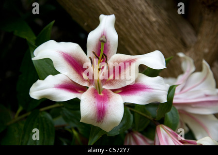 Bouquet de fleurs poussant dans jardin Banque D'Images
