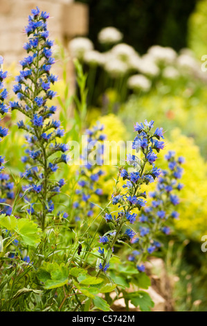 Echium vulgare Vipérine commune ou la vipère, Blueweed, en fleurs Banque D'Images