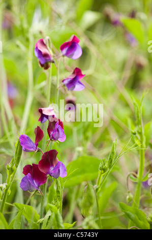 Sweet pea, Lathyrus odoratus 'Cupani', en fleurs Banque D'Images