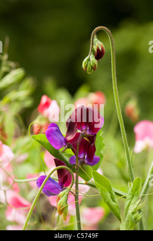 Sweet pea, Lathyrus odoratus 'Cupani' par 'Belle Dame' dans l'arrière-plan Banque D'Images