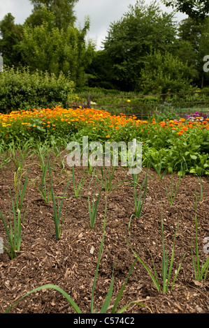 Lit de poireaux, Allium porrum, une saucisse végétarienne traditionnelle galloise à entouré par les soucis Calendula officinalis, Pot Banque D'Images