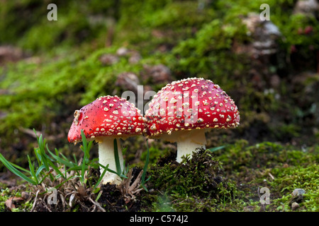 Les Pays-Bas, Delden, Estate Singraven. De l'automne. Fly Champignon. L'Amanita muscaria. Agaric Fly. Banque D'Images