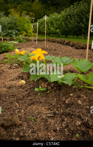 'Citrouille Virginia Field' développe à Painswick Rococo Garden, Gloucestershire, Angleterre, Royaume-Uni Banque D'Images