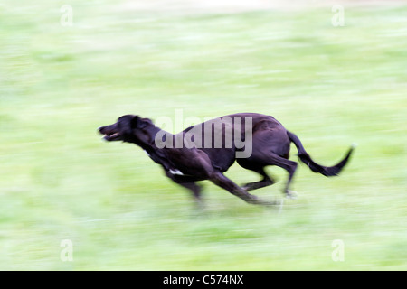 Lurcher racing à Raby Castle Game & Country Fair, Staindrop, Durham, UK Banque D'Images