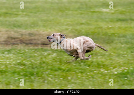 Lurcher racing à Raby Castle Game & Country Fair, Staindrop, Durham, UK Banque D'Images