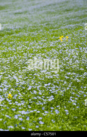 Domaine de la commune ou de lin lin, Linum usitatissimum en fleur dans les Cotswolds, en Angleterre, Royaume-Uni Banque D'Images