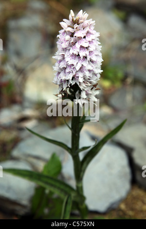 Heath Spotted Orchid, fleurs sauvages irlandais Banque D'Images