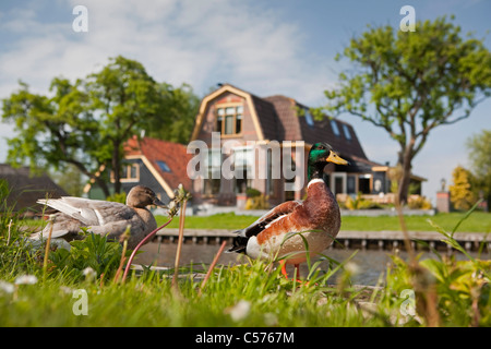 Les Pays-Bas, Giethoorn, Village avec presque seulement d'eau. Les canards. Banque D'Images