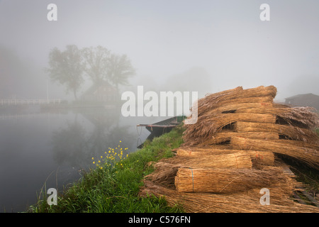 Les Pays-Bas, Kalenberg, monticule de reed dans la brume du matin. Contexte : ferme. Banque D'Images