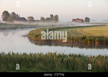 Les Pays-Bas, Ossenzijl, ferme et des chevaux dans la brume du matin. Banque D'Images