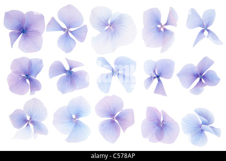 L'Hydrangea flowers isolated on white Banque D'Images