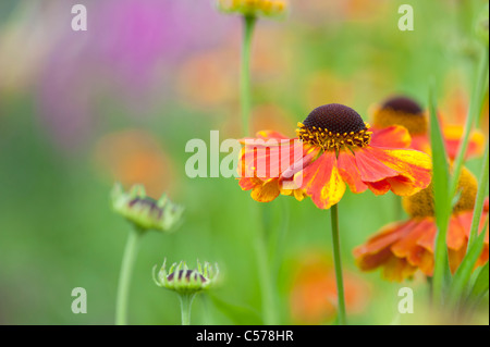 Helenium 'sahin's early flowerer'. Sneezeweed flower Banque D'Images