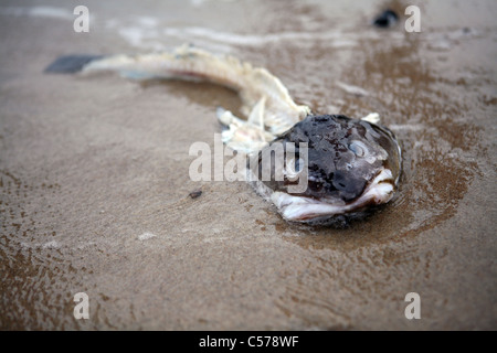 Un squelette de poisson sur une plage Banque D'Images