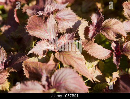 Les feuilles des plantes à feuilles pourpres Beefsteak (Perilla frutescens var. crispa), aka shiso perilla, menthe, basilic, basilic chinois sauvage, sauvage, coleus coleus d'été Banque D'Images