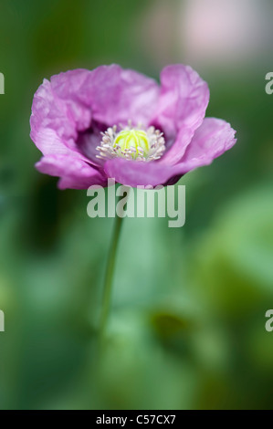 Papaver somniferum pavot - Banque D'Images