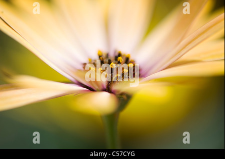 Osteospermum 'Lemon Symphony" de l'Afrique jaune daisy Banque D'Images