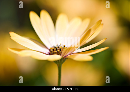 Osteospermum 'Lemon Symphony" de l'Afrique jaune daisy Banque D'Images