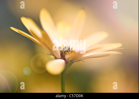 Osteospermum 'Lemon Symphony" de l'Afrique jaune soleil avec daisy flare Banque D'Images