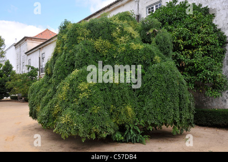 Le magnifique arbre pagode du Jardin botanique de l'Ajuda, Lisbonne, Portugal. Banque D'Images