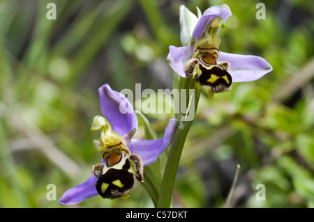 L'orchidée abeille Banque D'Images