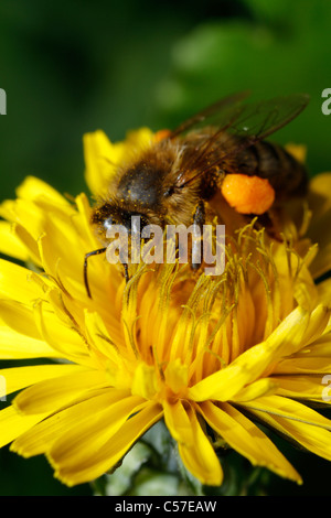 Pissenlit fleur avec l'abeille de miel en arrière-plan. Remarque : l'accent sur le pollen de fleurs en premier plan. Bee hors focus. Banque D'Images