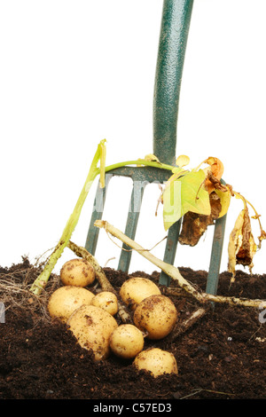 Les pommes de terre nouvelles fraîchement creusée dans la terre avec une fourche à bêcher Banque D'Images