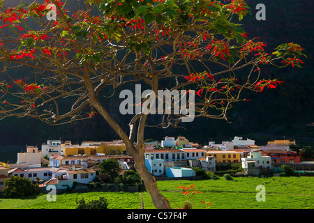 Adeje, Espagne, Europe, îles Canaries, Îles britanniques, La Gomera, l'île, l'île, le village, maisons, maisons, arbre, montagne Banque D'Images