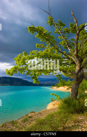 Lac de Sainte Croix, France, Europe, Provence, Alpes-de-Haute-Provence, lac, mer, réservoir, rive, arbres, nuages, chêne, thunder Banque D'Images