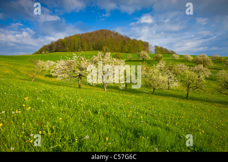 Allschwil, Suisse, Europe, canton Bâle-Campagne, prairie, arbres fruitiers, fleurs, cerisiers, printemps, nuages, bois, forêt, Banque D'Images